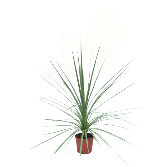 CORDYLINE INDIVISA