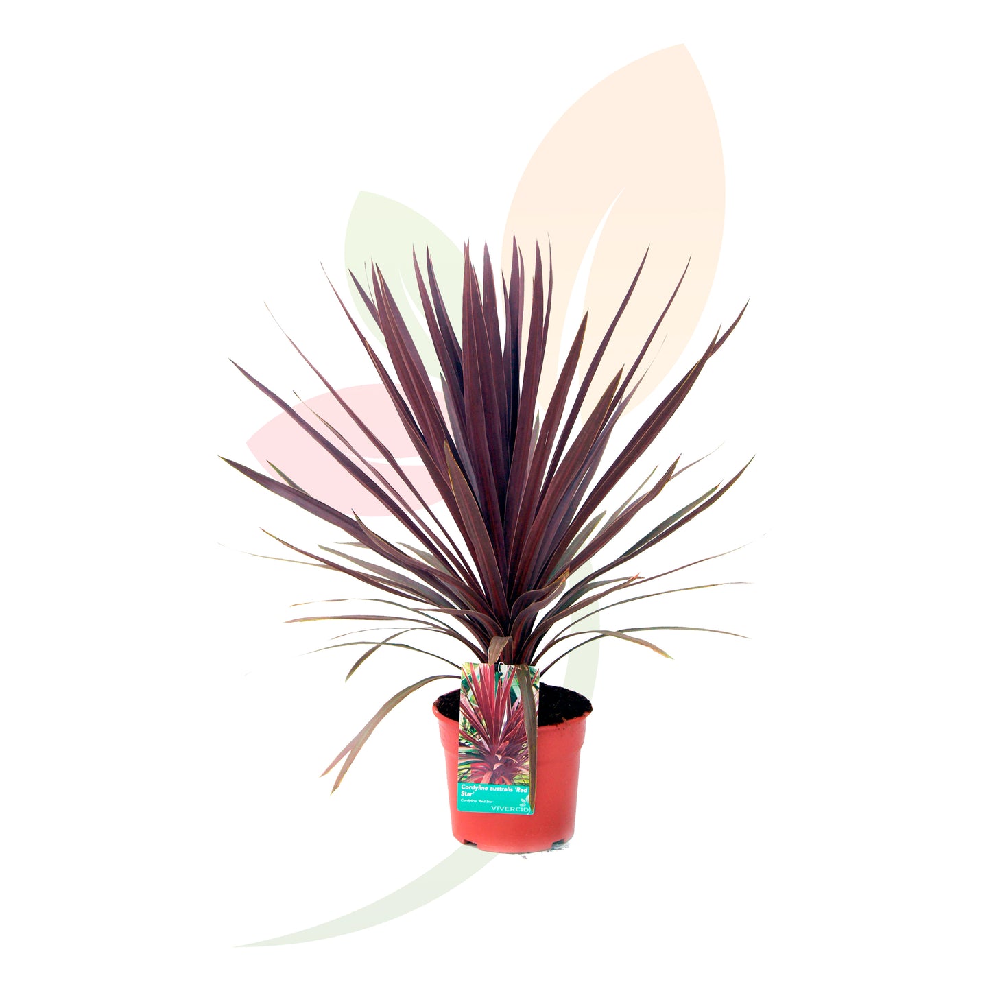 CORDYLINE RED STAR