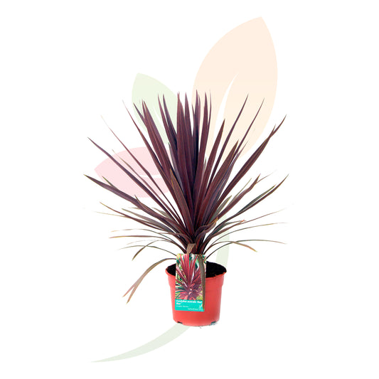 CORDYLINE RED STAR