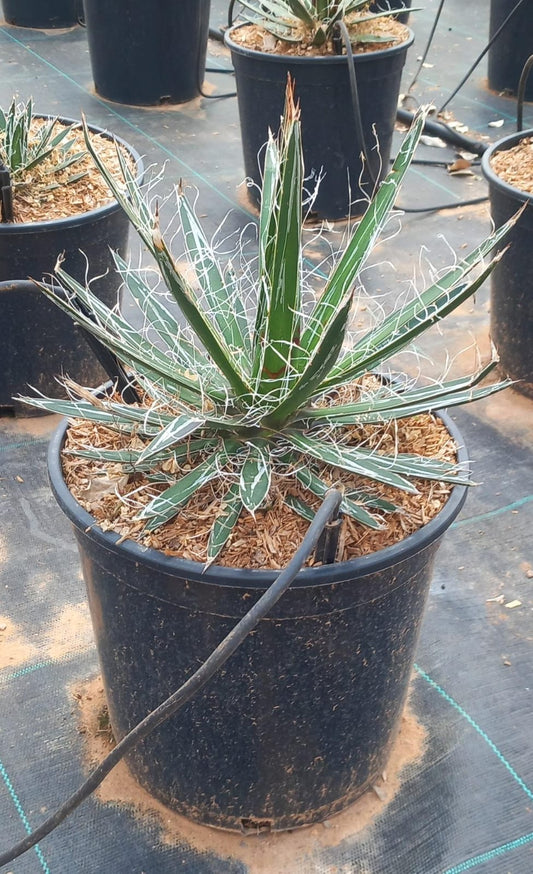 AGAVE S. WHITE STRIPE