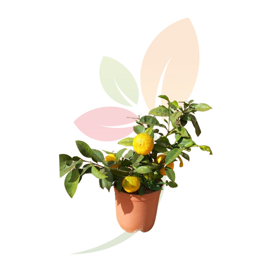 CITRUS JUNOS (YUZU)