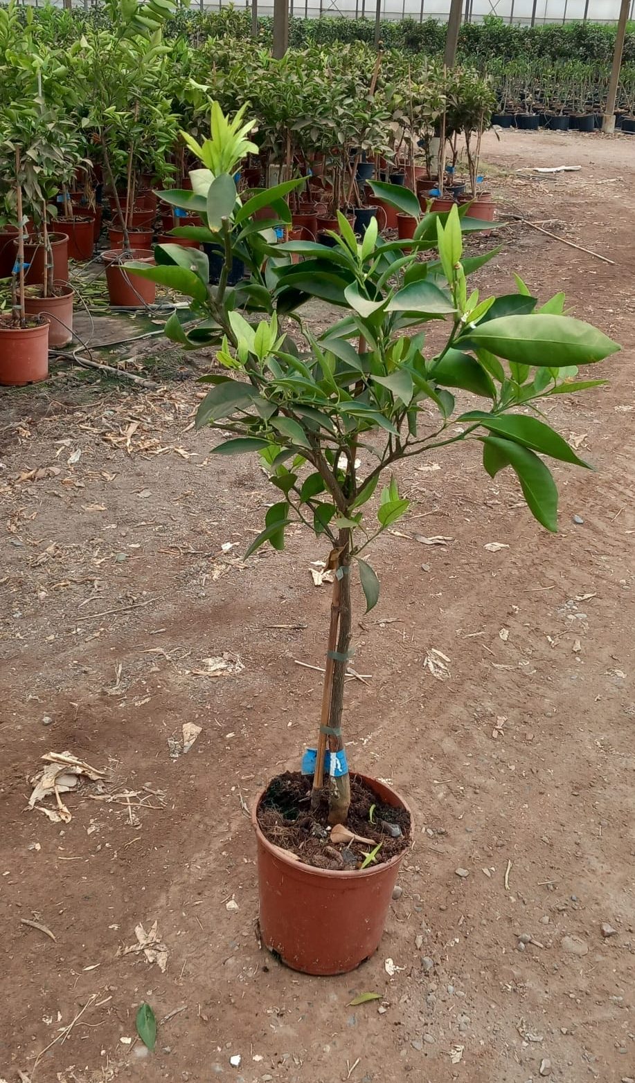 CITRUS RETICULATA (MANDARINO)