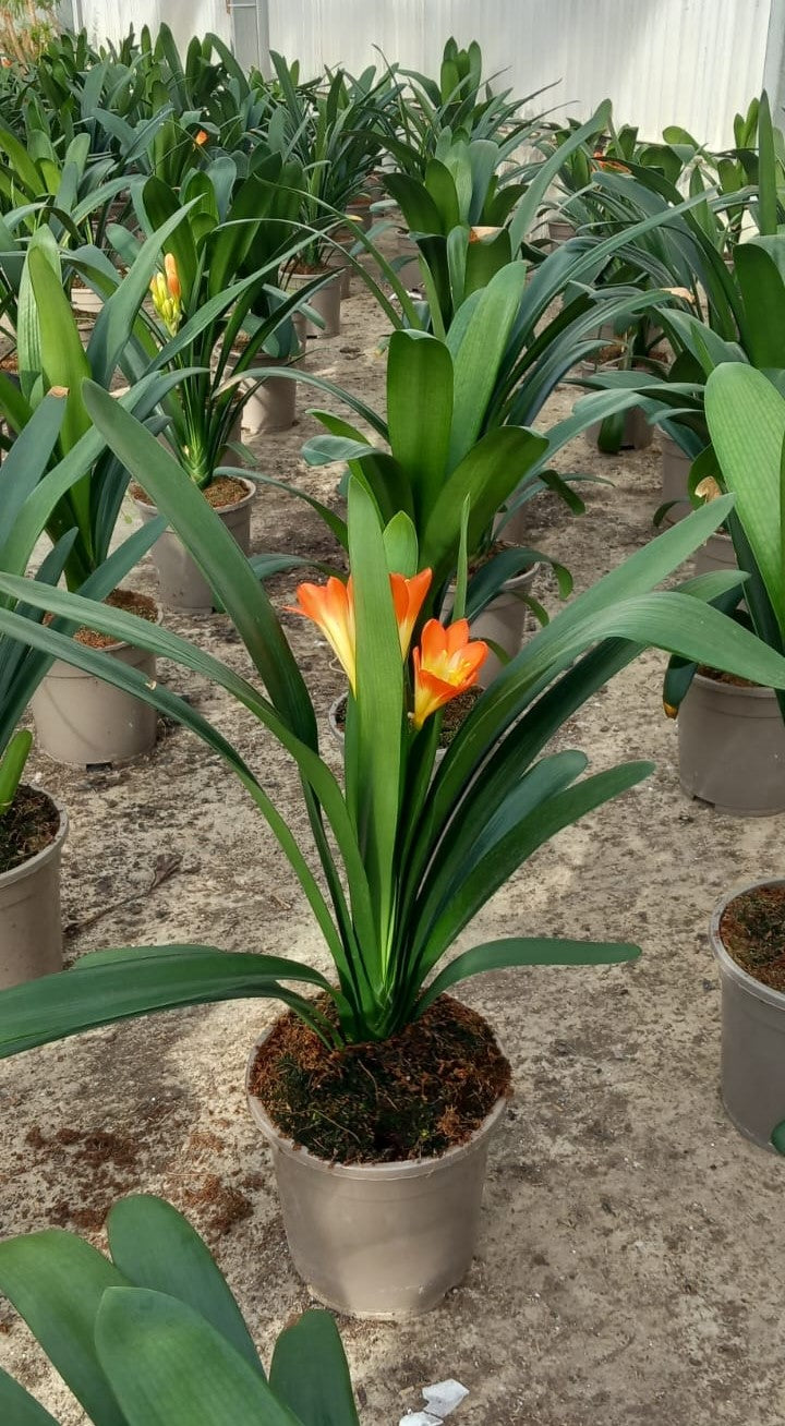 CLIVIA MINIATA