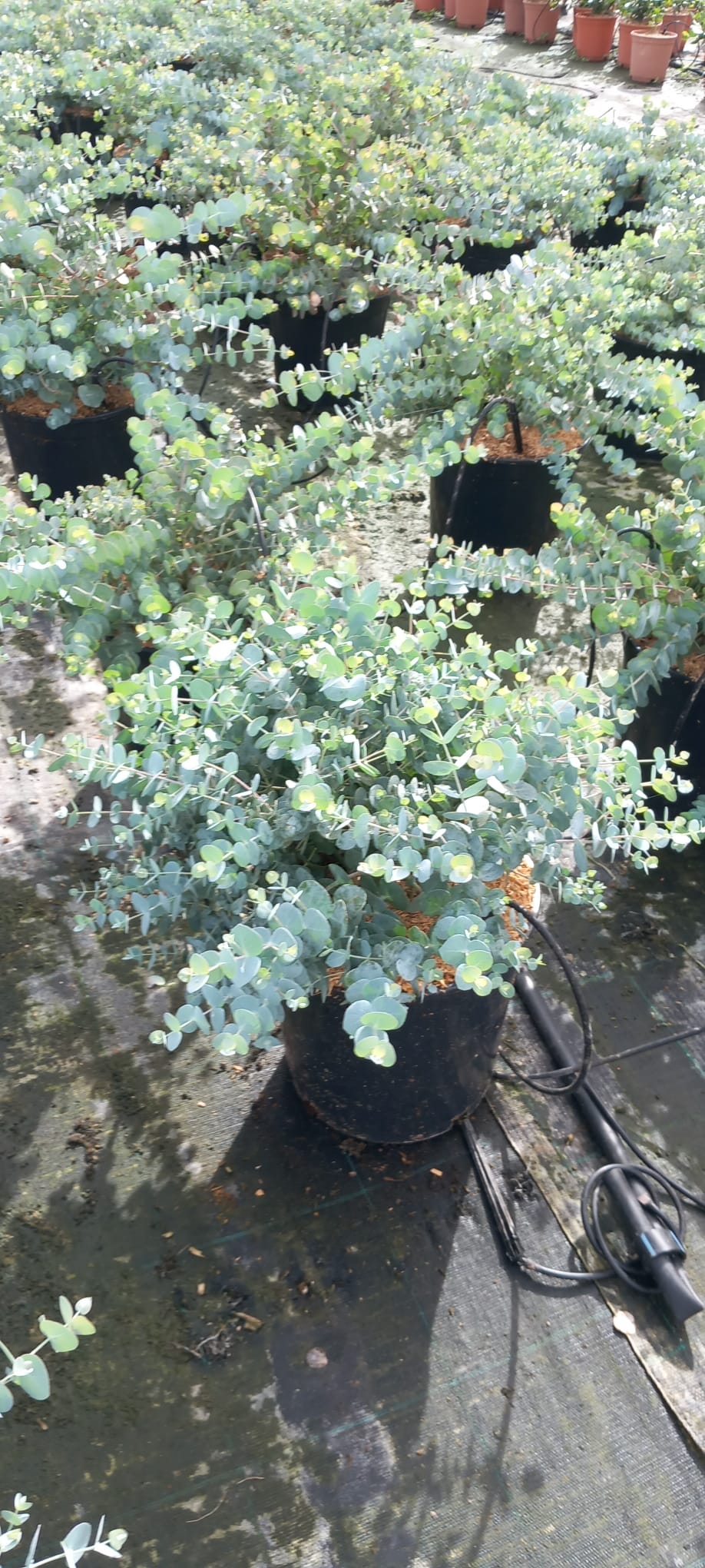 EUCALYPTUS CINEREA