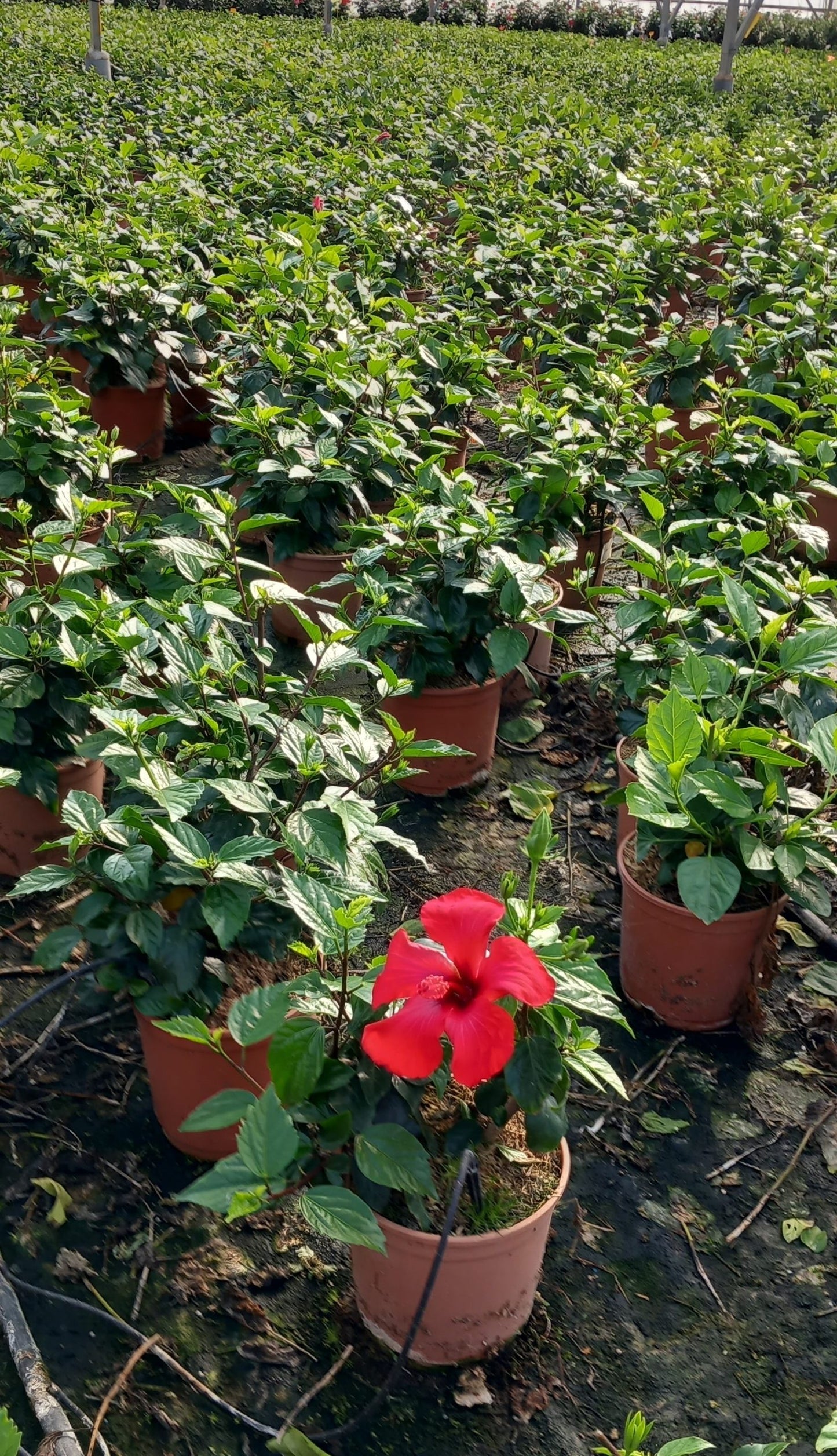 HIBISCUS ROSA SINENSIS ROJO