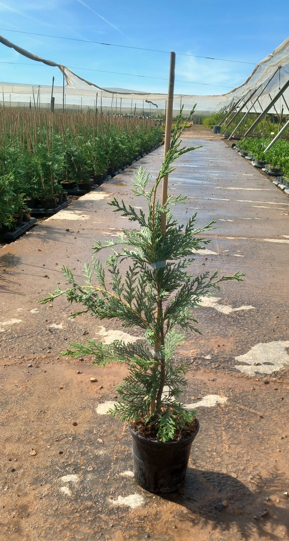 CUPRESSOCYPARIS LEYLANDII