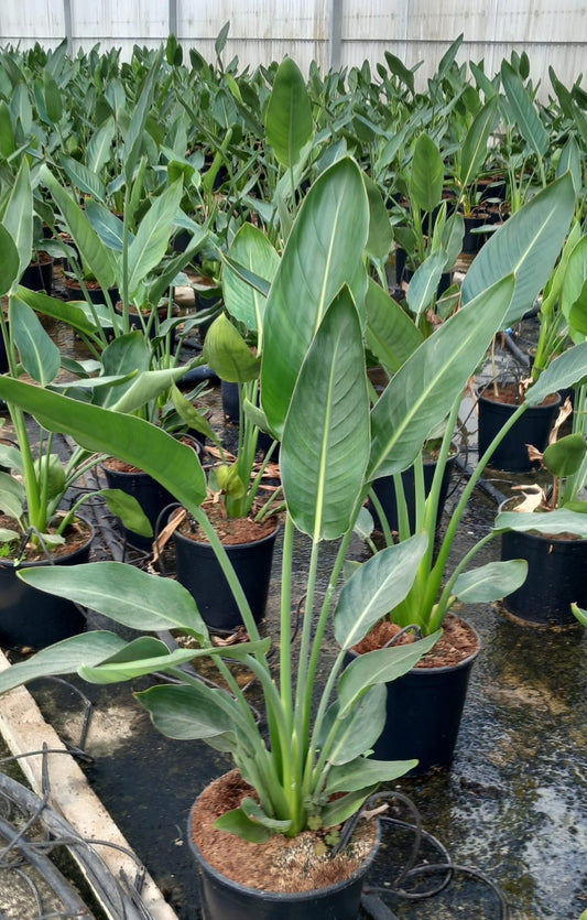 STRELITZIA REGINAE