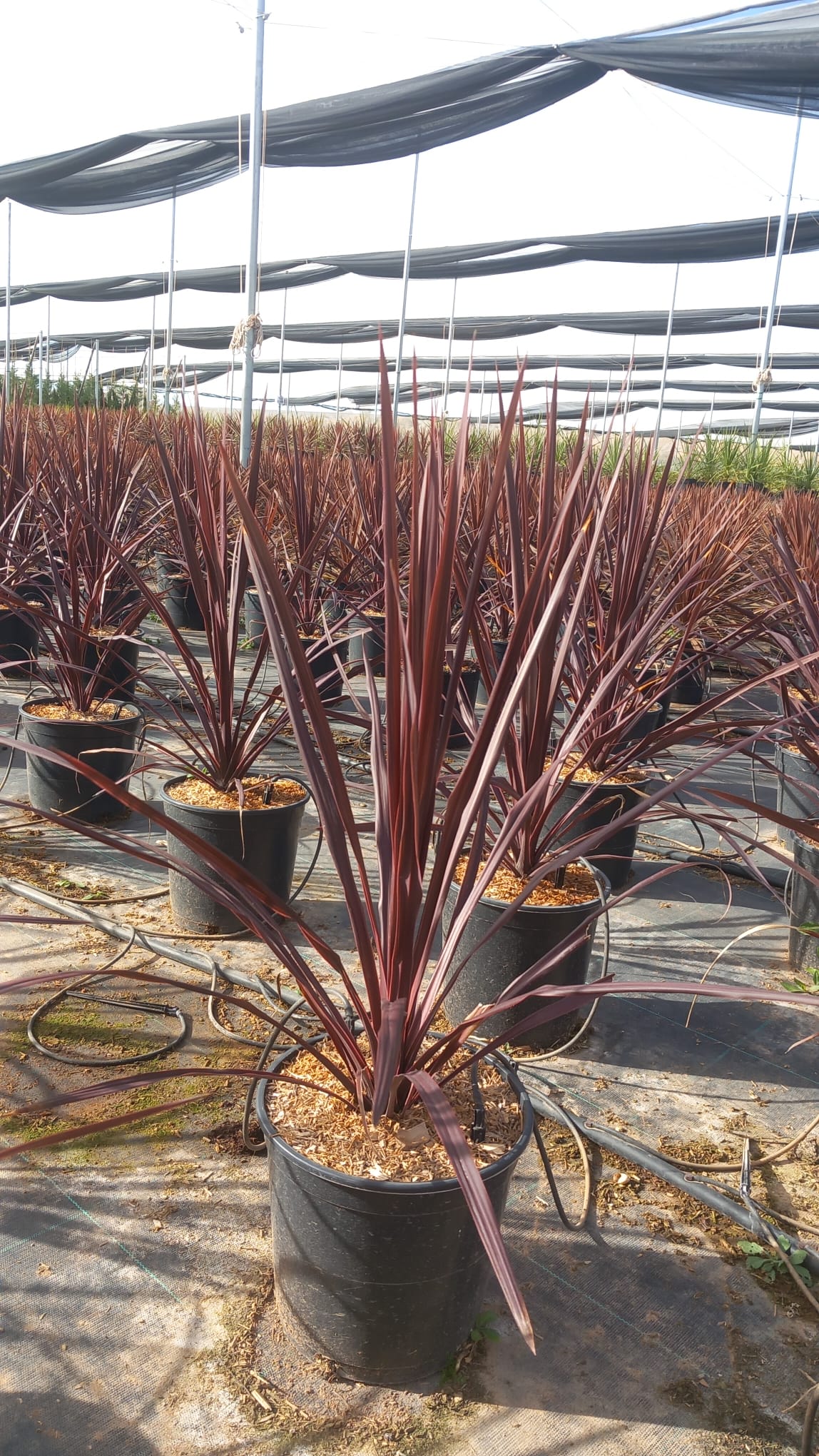 CORDYLINE BURGUNDY SPIRE 