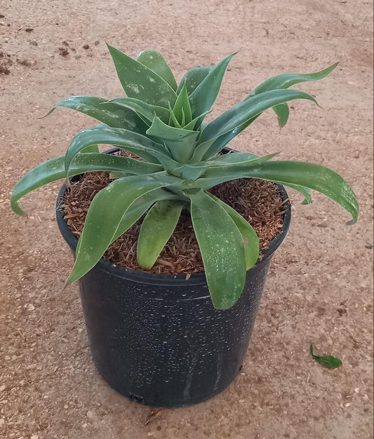 AGAVE ATTENUATA