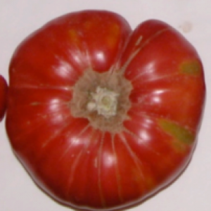 Semillas de Tomate flor de baladre