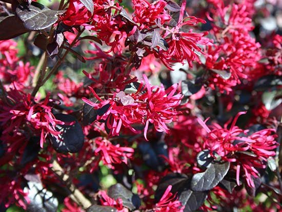 LOROPETALUM BLACK PEARL