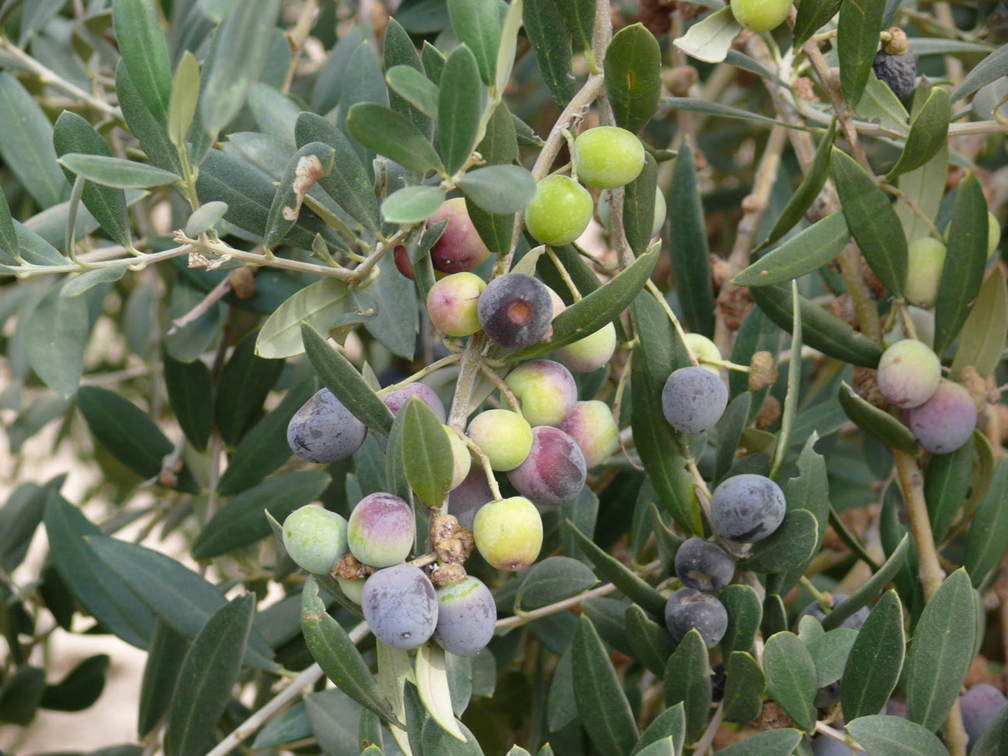 OLEA EUROPEA (OLIVO) PREBONSAI (TERRINA)