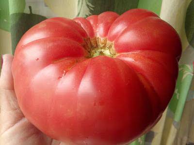 Semillas de tomate Huevo de Toro