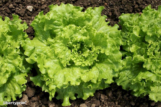 Semillas de Lechuga Batavia Rubia