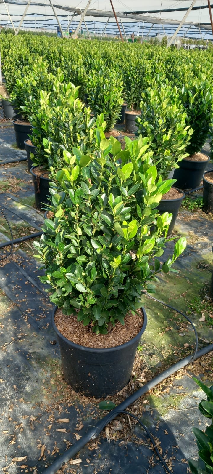 EUONYMUS JAP. VERDE COMPACTO